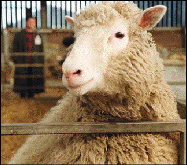 Dolly, premier mammif&egrave;re clon&eacute; de l'histoire en 1996, est aujourd'hui d&eacute;c&eacute;d&eacute;e